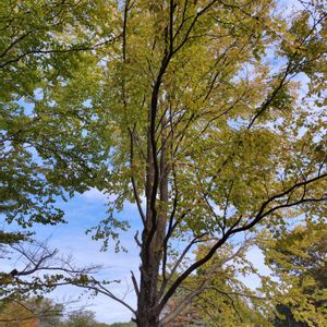 カツラ,日本庭園,GSに感謝。,ほんのり紅葉,植物観察の画像