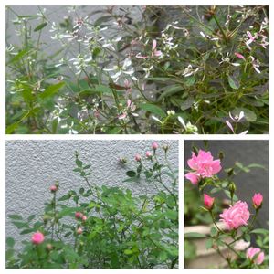 花のある暮らし,切り花を楽しむ,お庭のお花,ちっちゃいものクラブの画像