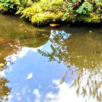 ススキ,モミジ,もみじ,そら,もみじ紅葉の画像