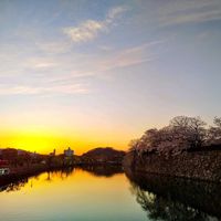 サクラ,さくら サクラ 桜,夕焼け,そら,さくら 桜 サクラの画像