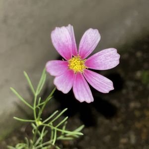 コスモス,鉢植え,地植え,ネコ好き,ピンクの花の画像