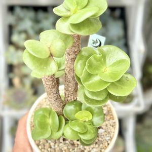 ポーチュラカリア モロキニエンシス,成長記録 モロキニエンシス,神奈川タニラー,多肉男子,真相に迫るシリーズの画像