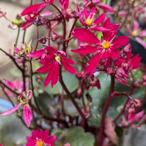 花のある暮らし,今日のお花,花いろいろ,おうち園芸,棚の画像