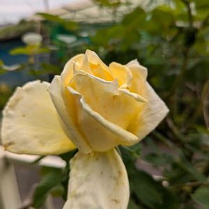 花のある暮らし,今日のお花,花いろいろ,おうち園芸,棚の画像