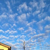 ノコンギク,可愛い,いつもありがとう♡,ハロウィン,そらの画像