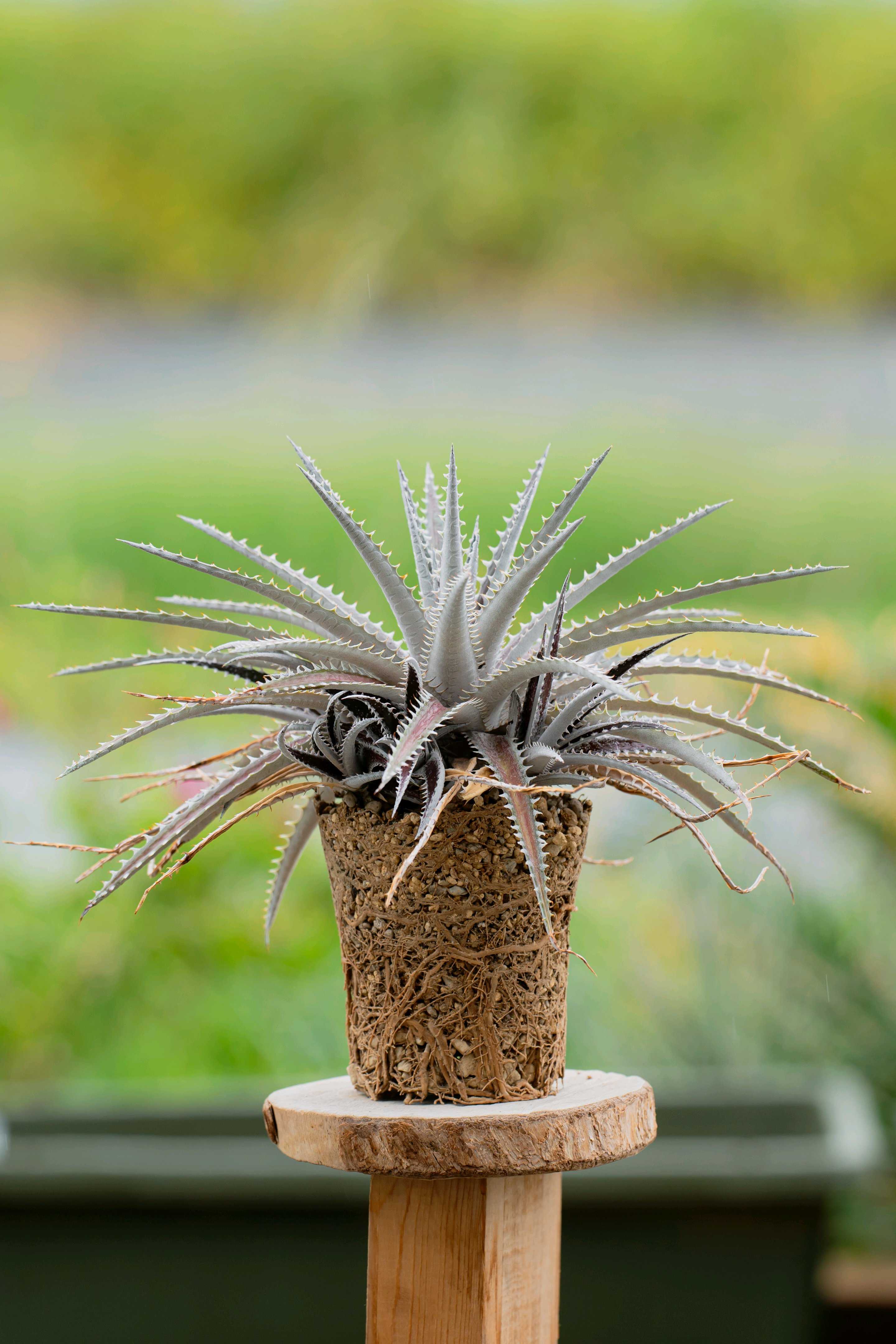 デウテロコニア ローレンチアナ シルバー F00346_Deuterocohnia 'Silver Sides'：デウテロコニア