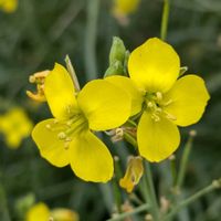 ルッコラ,ルッコラのお花,黄色い花,今日の花,黄色いお花の画像