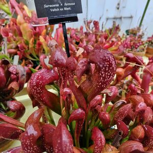 サラセニア,温室,東山植物園の画像