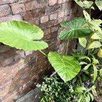 クワズイモ,アロカシア・オドラ,観葉植物,今日の戦利品,キキ　タラブックスの画像