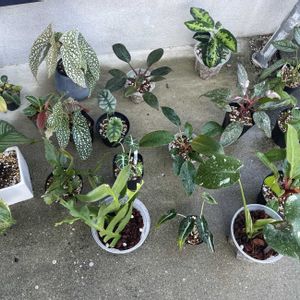 多肉植物,観葉植物,水やり,緑のある暮らし,植物のある暮らしの画像