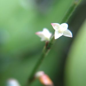 ミズヒキ,赤色ミズヒキ,ミズヒキ（水引）,ミズヒキ(水引),花言葉の画像