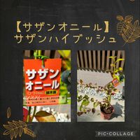 ブルーベリー,ブルーベリー・サザンオニール,ブルーインパルスの画像