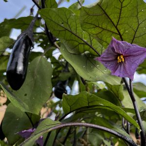 ナス,レタス,お花を楽しむ,家庭菜園の画像