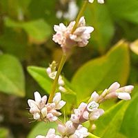 アイ,ピンク色の花,白い花♪,おうち園芸,つぼみに魅せられての画像