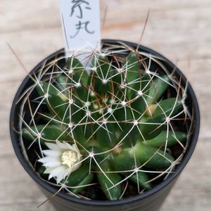 ギムノカリキウム・緋牡丹錦,マミラリア 琴糸丸,サボテンの花,戦争反対,平和を願う☆の画像