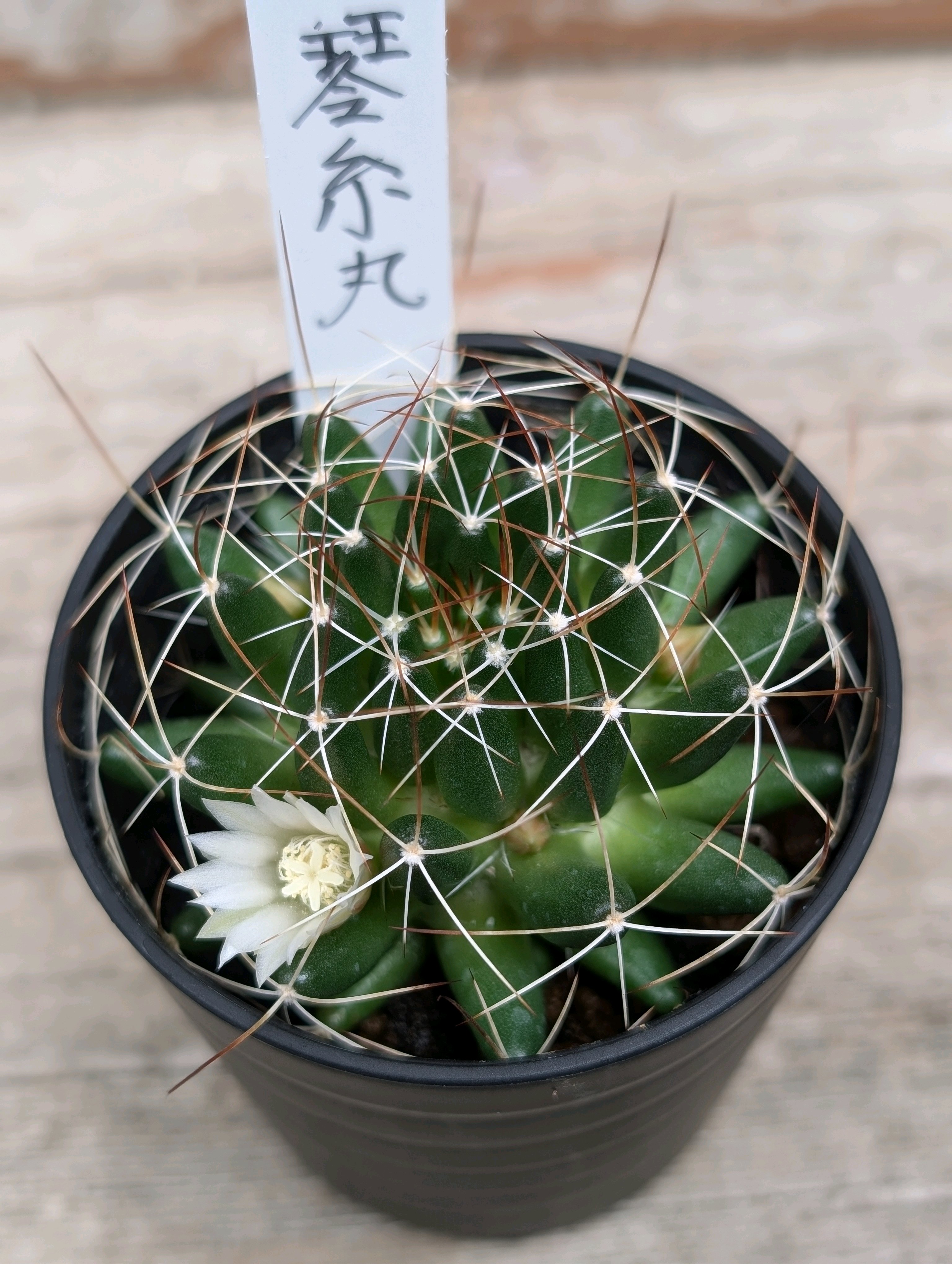 2024年に咲いたサボテンたち(マミラニア編)｜🍀GreenSnap（グリーン