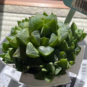 ハオルチア,ハオルチア シンビフォルミス,多肉植物,子株,植え替えの画像