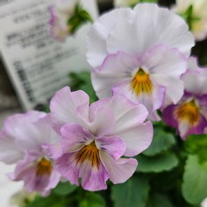 ビオラ ミルフル,鉢植え,プランター,ガーデニング初心者,園芸初心者の画像