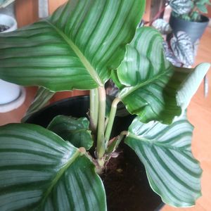 カラテア,観葉植物,観葉植物のある暮らし,見てくれてありがとう♡,暮らしに癒しをの画像