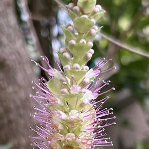 山野草,シェードガーデン,放置栽培,薄いピンクの花,山野草大好きの画像