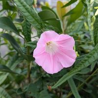 ヒルガオ,今日のお散歩,ご近所の公園♪,歩くの大好きの画像