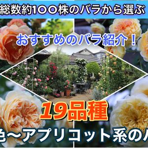 ガーデニング,薔薇♪,バラ・ミニバラ,バラを楽しむ,バラのある暮らしの画像