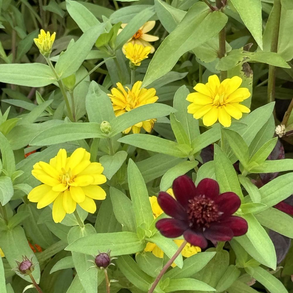 六花さんの山下公園への投稿