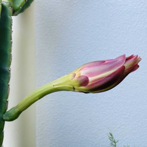 サボテンの花,沖縄,玄関先の画像