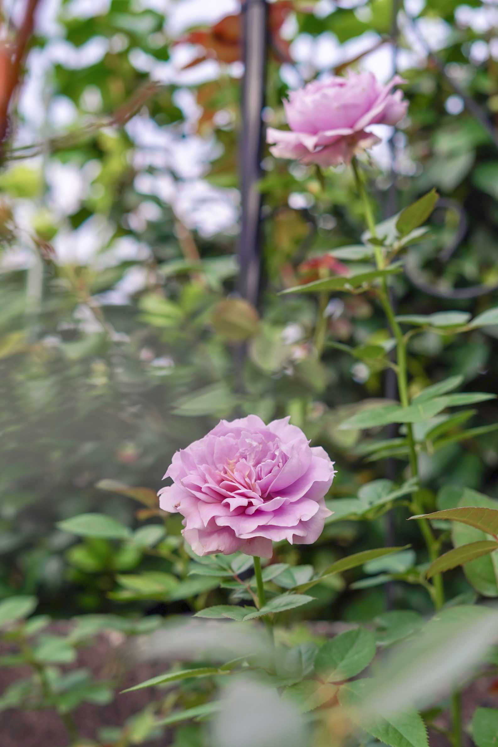 ノヴァーリスの成長記録｜🍀GreenSnap（グリーンスナップ）