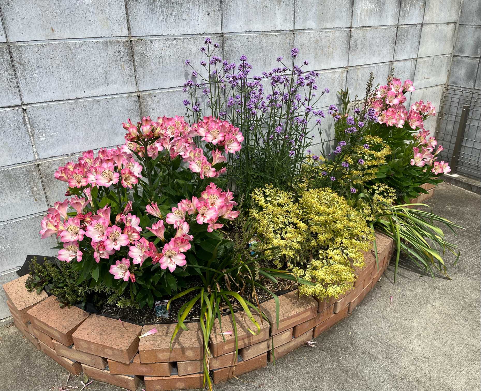 土間コンの上に花壇を作る2024年春ver.｜🍀GreenSnap（グリーンスナップ）