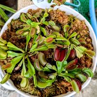 ディオネア,食虫植物,ガーデニング,花のある暮らし,食虫植物 ハエトリソウの画像