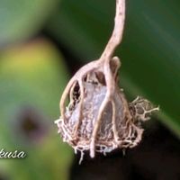 ホタルブクロ,野草,ビューティフルサンデー,ビューティフル サンデー,我が庭の野草たちの画像