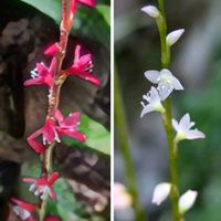 ミズヒキ,ギンミズヒキ,今日のお花,観察会,里山大好き協会の画像