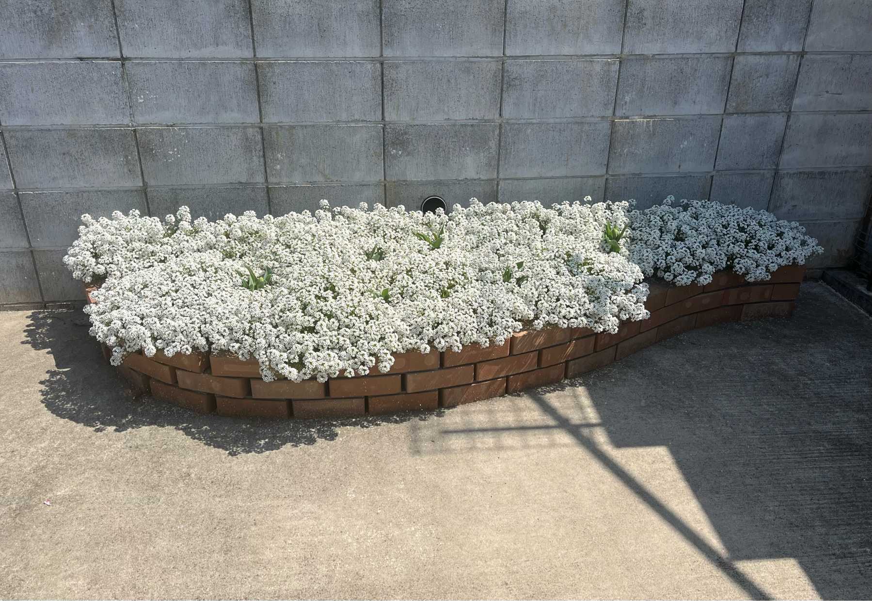 土間コンの上に花壇を作る2023年春ver.｜🍀GreenSnap（グリーンスナップ）