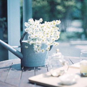 お散歩,今日の一枚,花のある暮らし,フィルムカメラ,今日のお花の画像