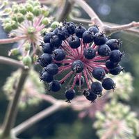 ウド,多年草,山菜,ウコギ科,お散歩中の画像