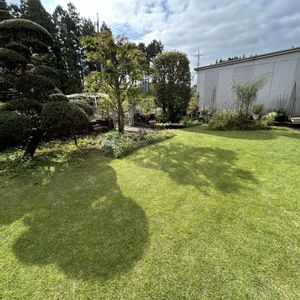 芝生,緑のある暮らし,植物のある暮らし,芝生の庭,おうち園芸の画像