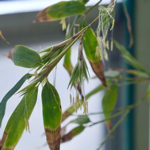 黒竹,竹の花,クロチク,実験,あきの画像