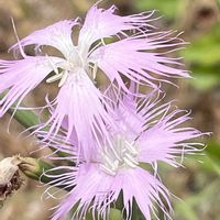 カワラナデシコ,花壇,ガーデニング,山野草,ナデシコ科の画像