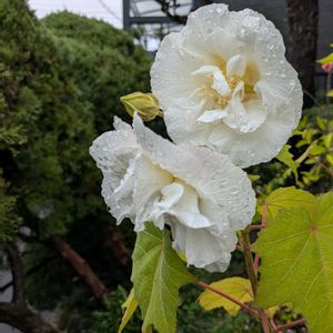 酔芙蓉,ホヤ(サクララン),スイフヨウ(酔芙蓉),ジュランタ宝塚,ジュランタ宝塚の画像