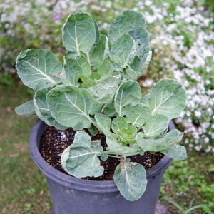 アーティチョーク,アーティチョーク,芽キャベツ,芽キャベツ,花のある暮らしの画像