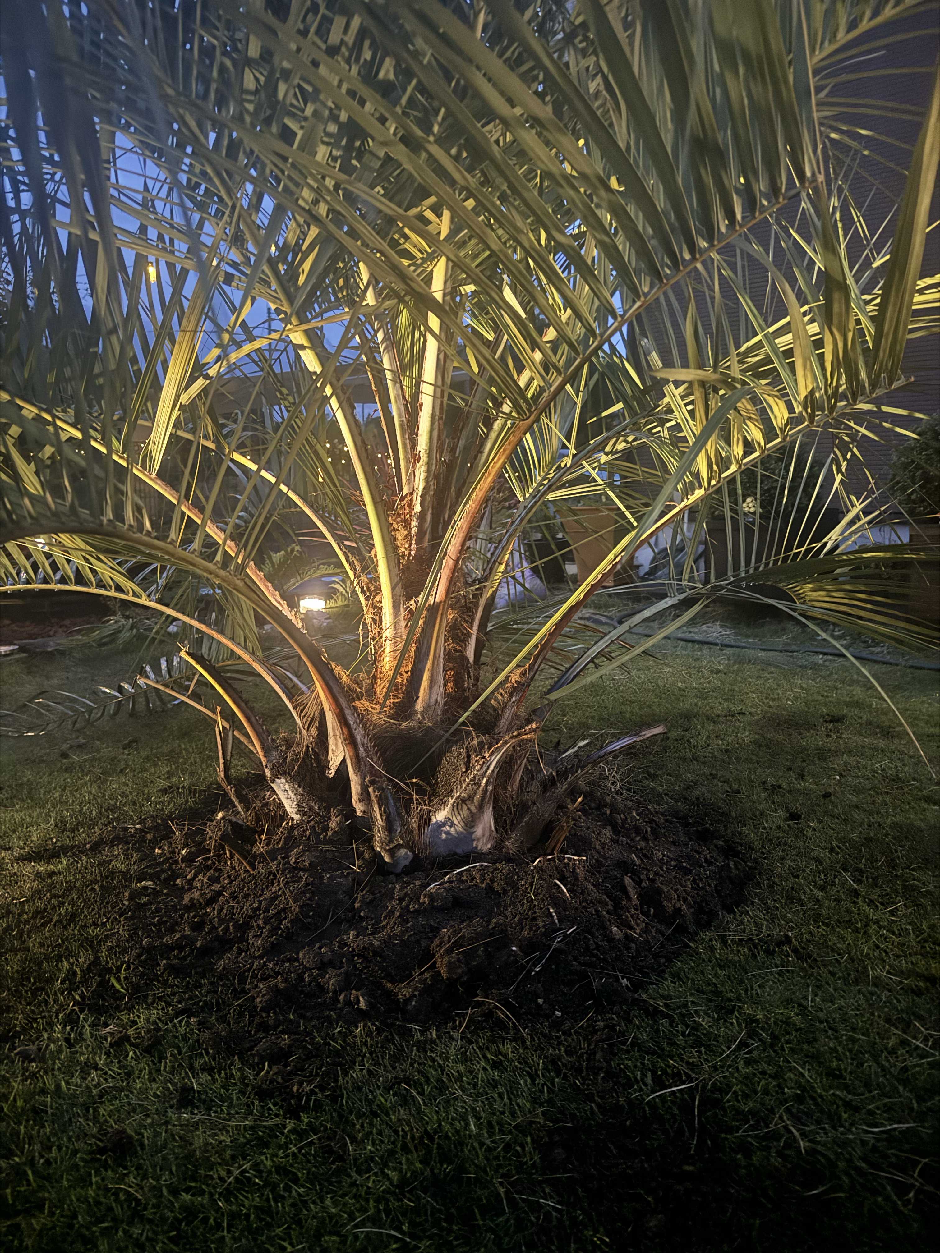 わけあり特価）ダシリリオン ロンギッシマム5号鉢植え の通販