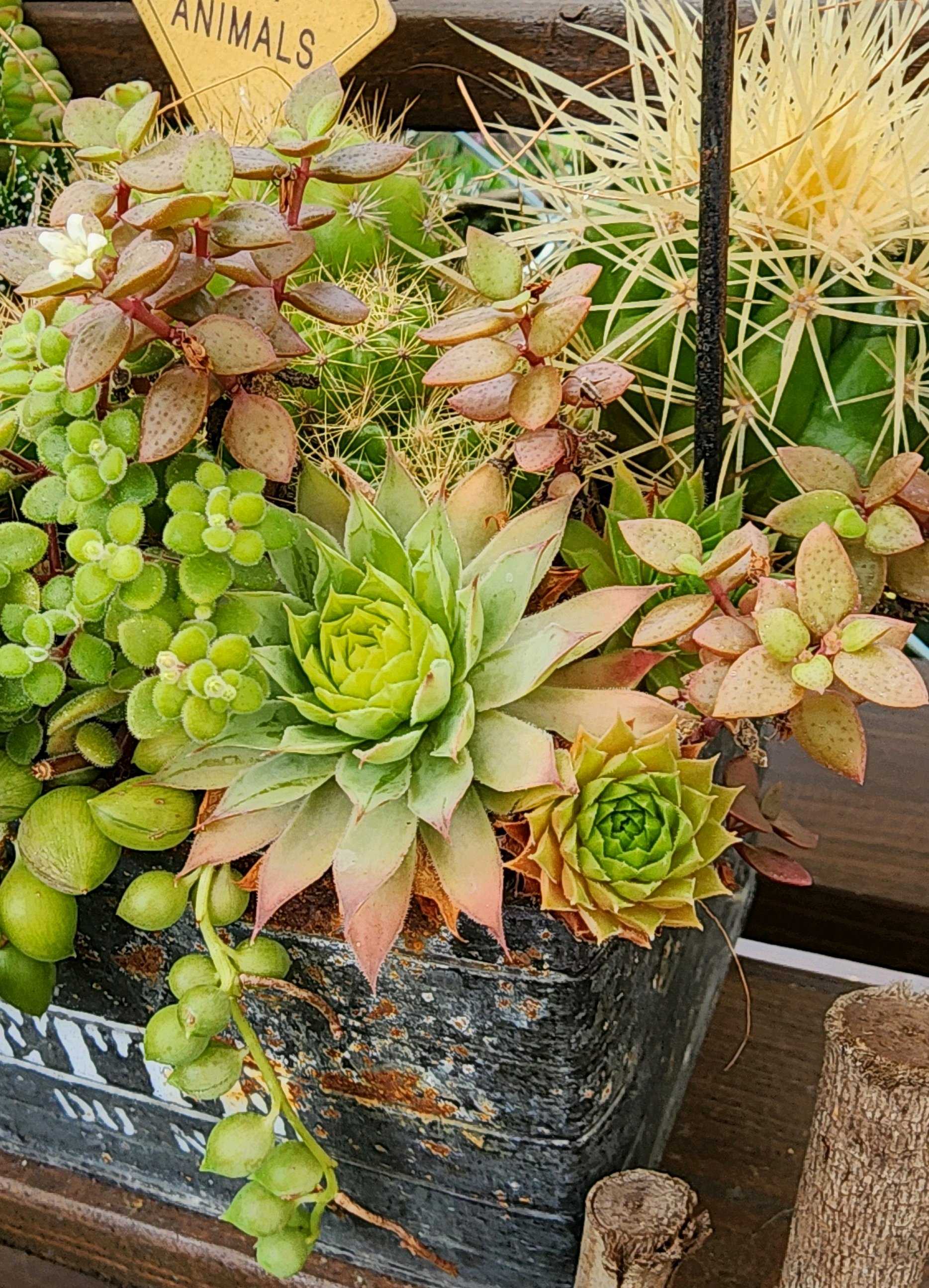 多肉植物 子持ち蓮華 荷車入り 多肉植物 子持ち蓮華 荷車入り 【公式通販】