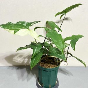 シンゴニウム,シンゴニウム・フレンチマーブル,観葉植物,植え替え,ジャングル化計画の画像