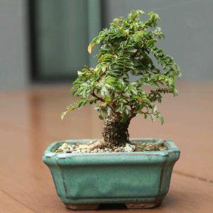 楡欅(ニレケヤキ),盆栽,小品盆栽,bonsai,自宅の画像