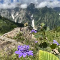 スカビオサ,マツムシソウ,山野草,花散歩,青空の画像