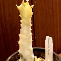 ユーフォルビア ホワイトゴースト,観葉植物,ユーフォルビア,たにくにくにく,#多肉#多肉植物#たにくの画像