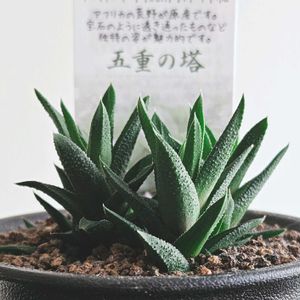 五重の塔,多肉植物,鉢植え,プランター,ガーデニング初心者の画像