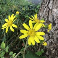 ツワブキ,ツワブキ(石蕗),花のある暮らし,お写ん歩,平和を願う☆の画像