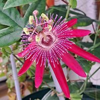 クレマチス,トケイソウ,時計草,粘土遊び,紅花時計草Aの画像